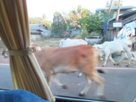 IMG_0934.jpg